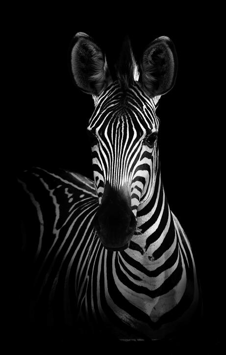 Affiches et impressions murales d'animaux sur toile