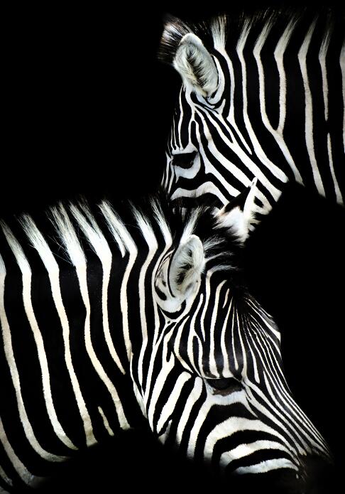 Affiches et impressions murales d'animaux sur toile