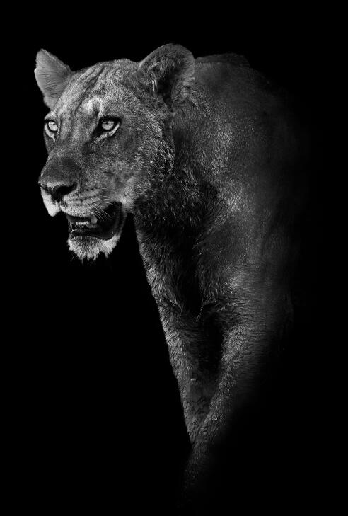 Affiches et impressions murales d'animaux sur toile