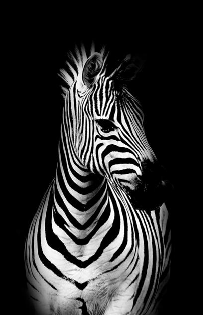 Affiches et impressions murales d'animaux sur toile