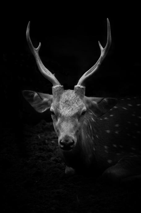 Affiches et impressions murales d'animaux sur toile