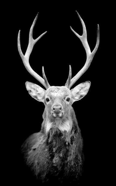 Affiches et impressions murales d'animaux sur toile