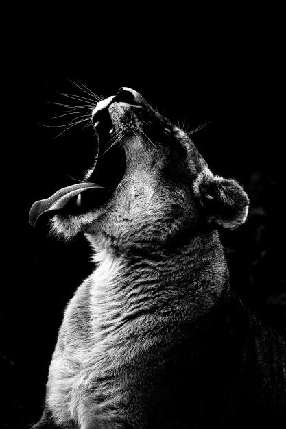 Affiches et impressions murales d'animaux sur toile