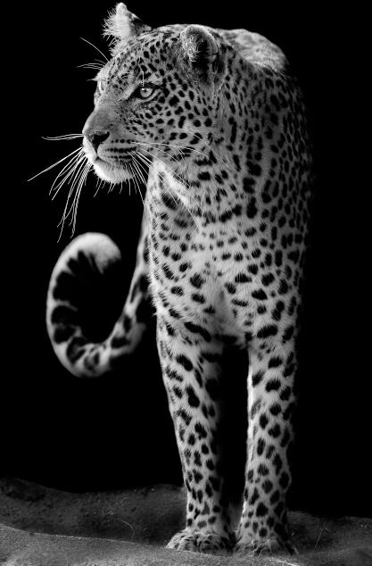 Affiches et impressions murales d'animaux sur toile